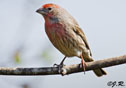 Carpodacus mexicanus